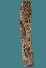 Load image into Gallery viewer, Diamond Willow for Crafting - Sticks & Unique Wood Projects