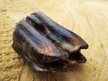 Load image into Gallery viewer, Bison Tooth