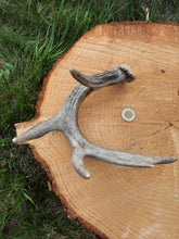 Load image into Gallery viewer, Mule Deer and White-Tail Deer Antlers