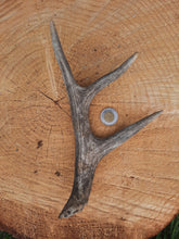 Load image into Gallery viewer, Mule Deer and White-Tail Deer Antlers