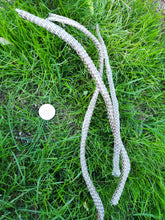 Load image into Gallery viewer, Red-Sided Garter Snakeskin Sheds