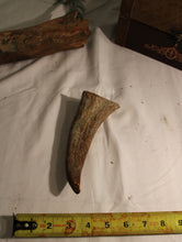 Load image into Gallery viewer, Moose Antler Handle - Medium