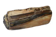 Load image into Gallery viewer, Petrified Wood