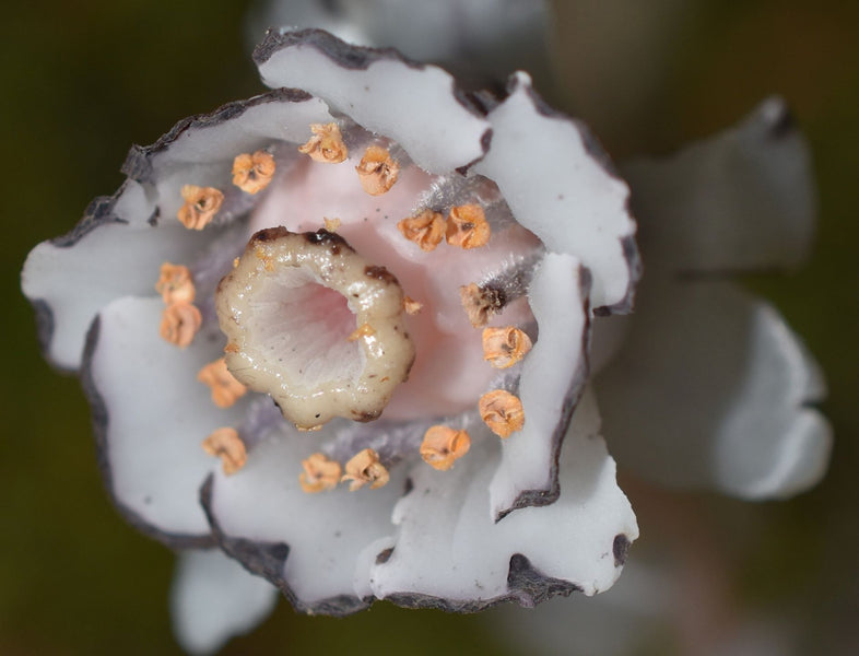 Ghost Pipe (Monotropa uniflora): The Enigmatic Plant of the Boreal Forest