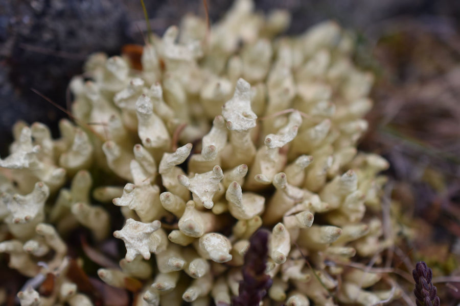 Yukon Lichens Ecosystem Pioneers