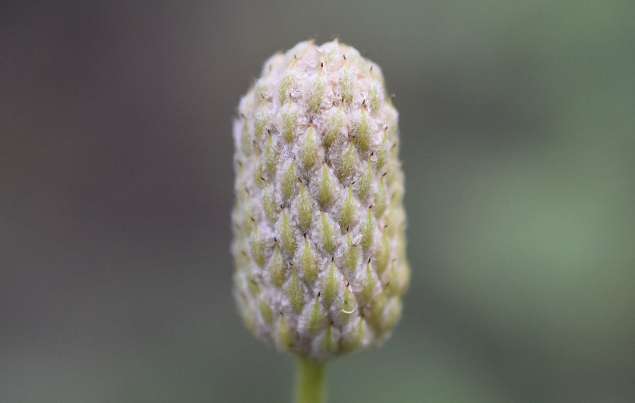 Cylindrical Thimbleweed (Anemone Cylindrica)