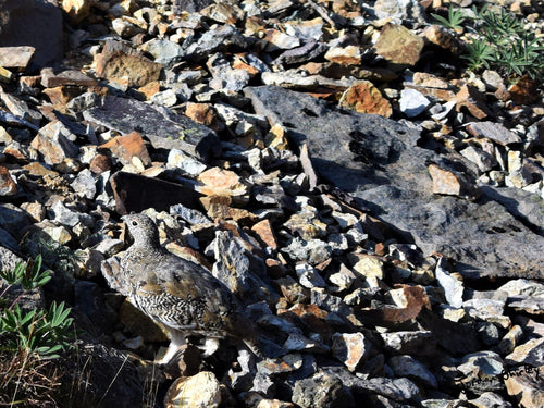 A rock ptarmigan camouflaged in the volcanic rocks in Mount Edziza Provincial Park in British Columbia, Canada. Photograph captured in 2023. 