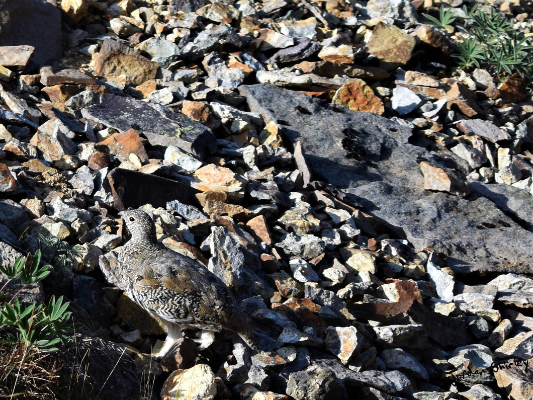 A rock ptarmigan camouflaged in the volcanic rocks in Mount Edziza Provincial Park in British Columbia, Canada. Photograph captured in 2023. 