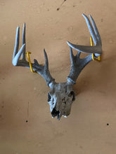 Load image into Gallery viewer, Deer Skull Complete with Antlers 5 Points

