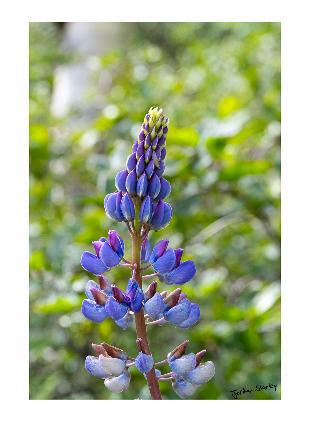 Arctic Lupine