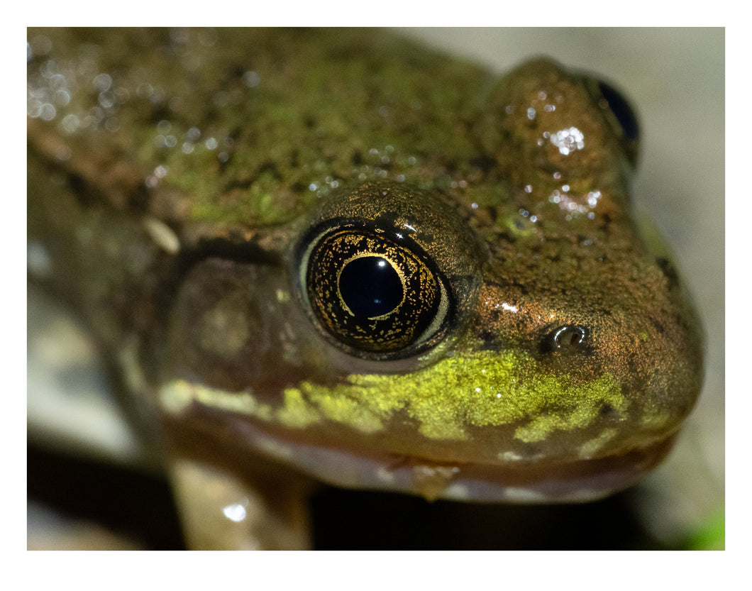 It's A Frog