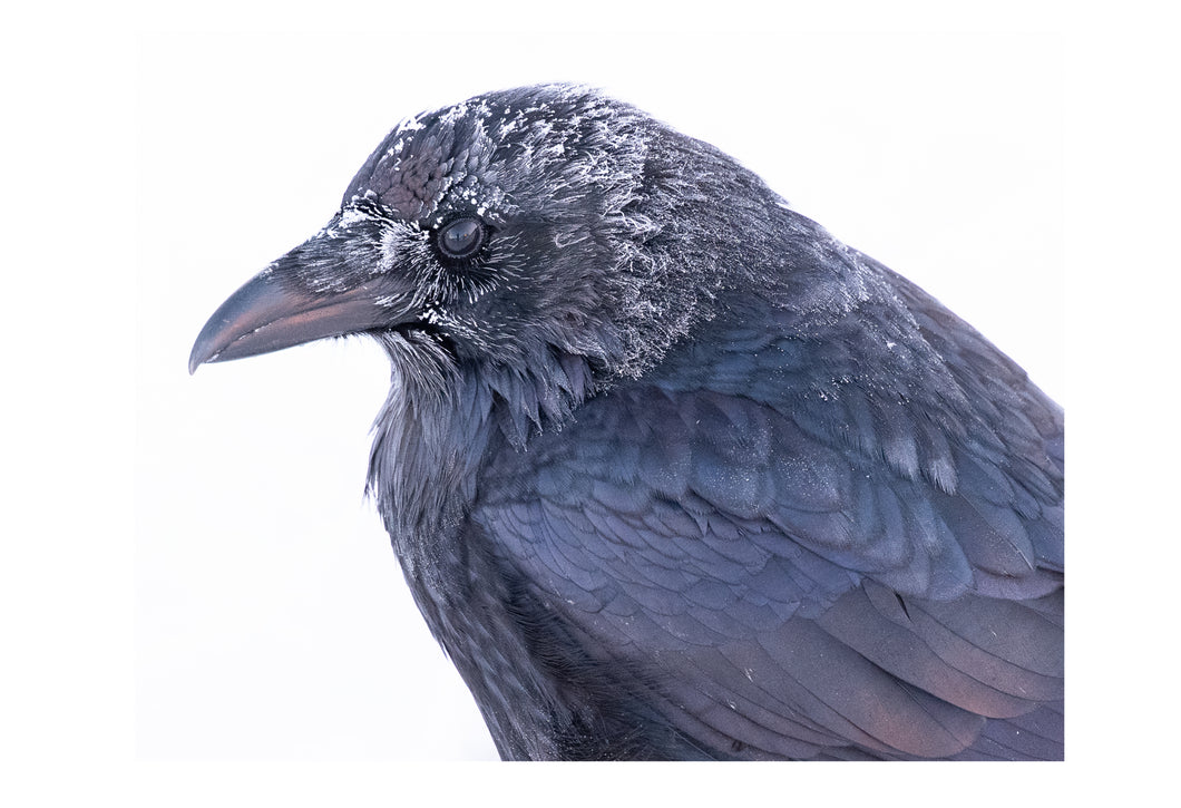 Raven at Snow Lake