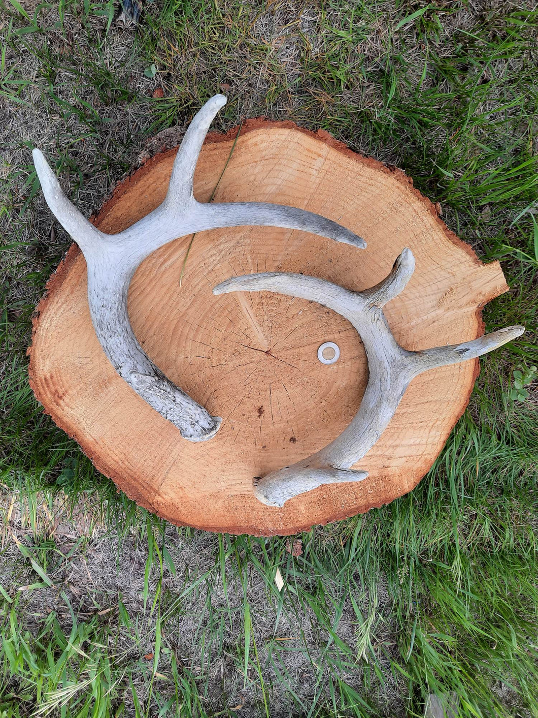 Mule Deer and White-Tail Deer Antlers