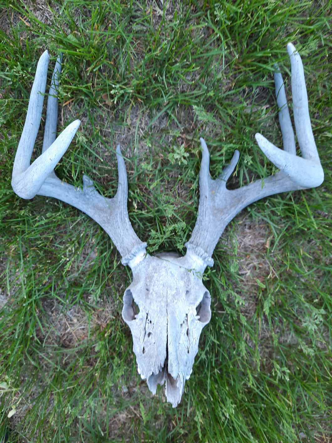 Deer Skull Complete with Antlers 5 Points – Boreal Blue