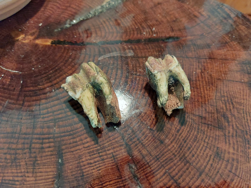 Bear Teeth