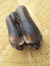 Load image into Gallery viewer, Bison Tooth
