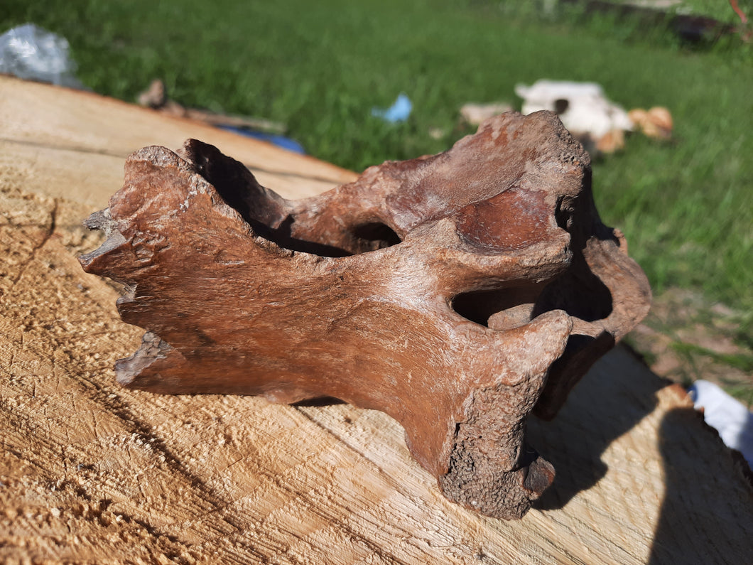 Bison Vertebrae