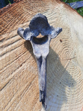 Load image into Gallery viewer, Bison Vertebrae
