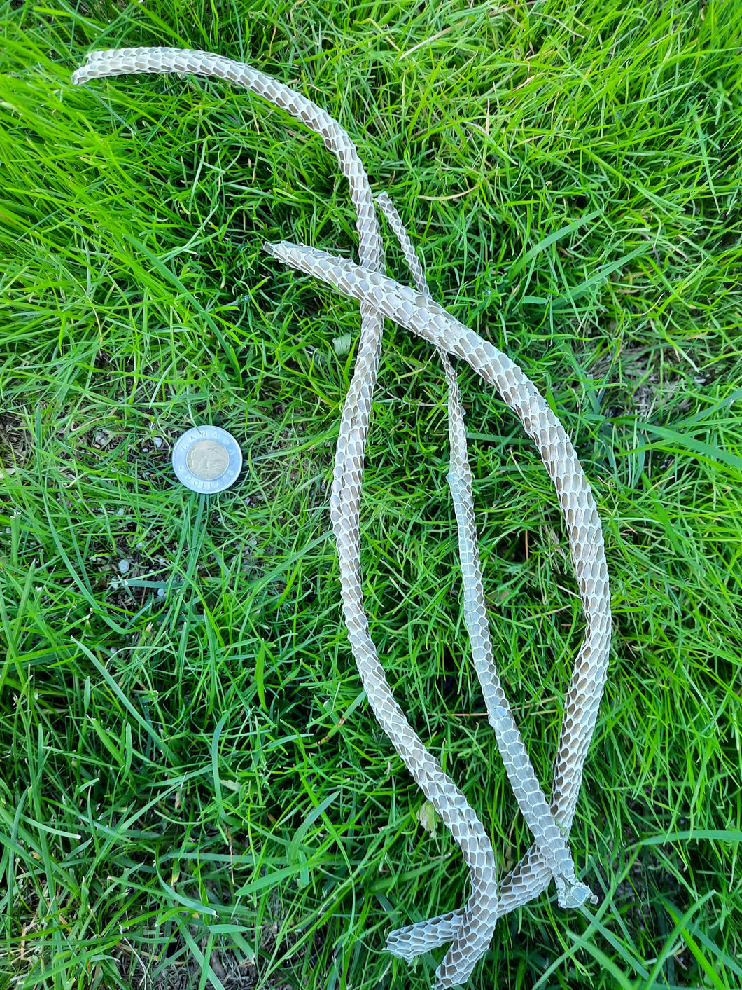 Red-Sided Garter Snakeskin Sheds