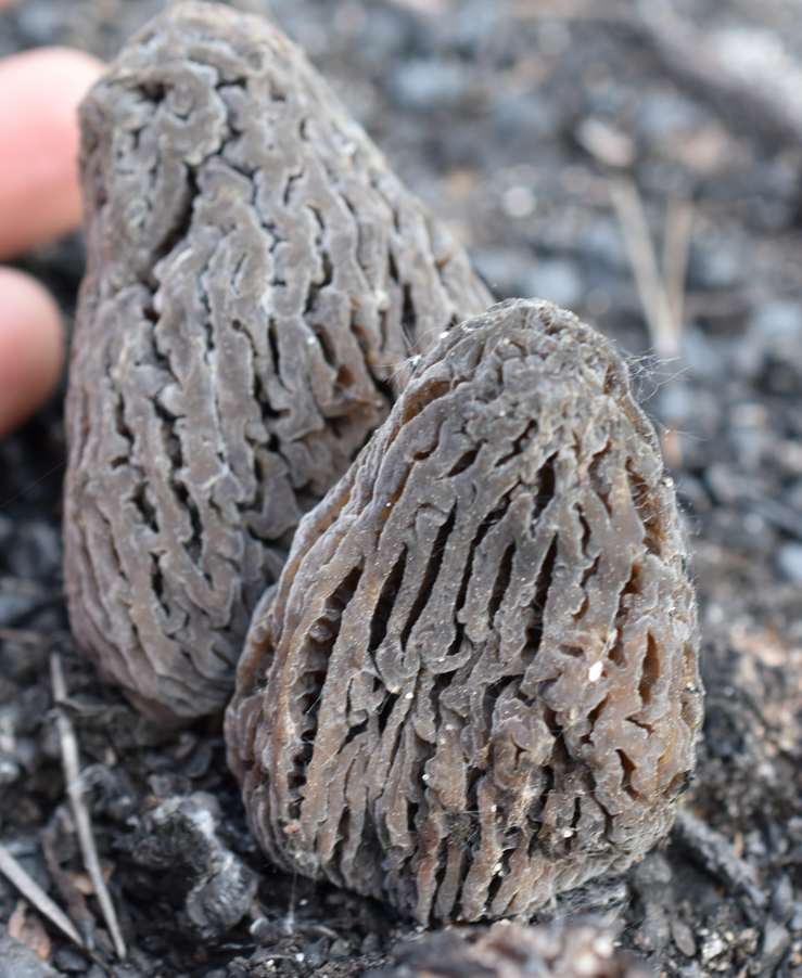 morel mushrooms, dried morels, gourmet mushrooms, locally foraged mushrooms, Canadian morels